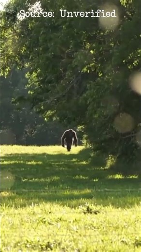 Is This a Legit Bigfoot #shorts