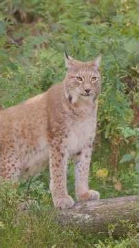 How Lynx Survive the Harshest Snow on Earth 🐾❄️ #lynx #wildlife