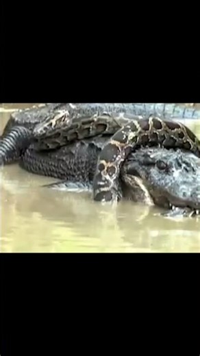 Python vs Crocodile – Brutal Fight You Won’t Believe!