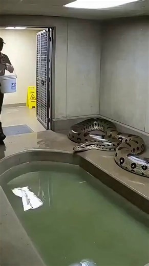 If that python attacked her would she survive? 😨