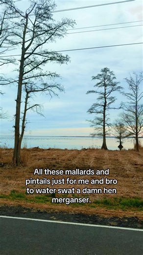 Duck Hunting with Mergansers: A Fun Experience