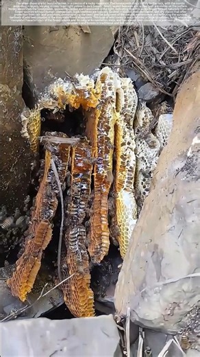 Natural wild honey found in the crevices of rocks in the deep mountains.