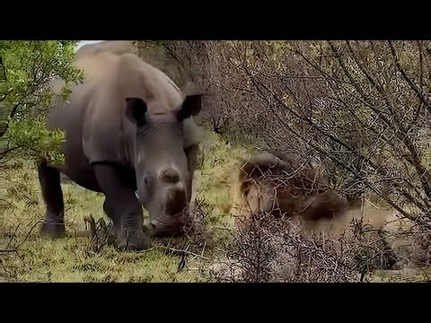 Male lion refuses to be intimidated by a rhino until the rhino gets mad