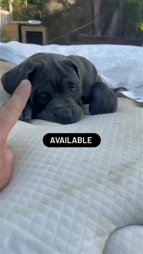 Eclipse - a cane corso blue female puppy. Amazing temper , gorgeous blue eyes , very playful and smart.🥰🥰 #canecorso #canecorsopuppy #canecorsolove #canecorsofans | Cane Corso USA.