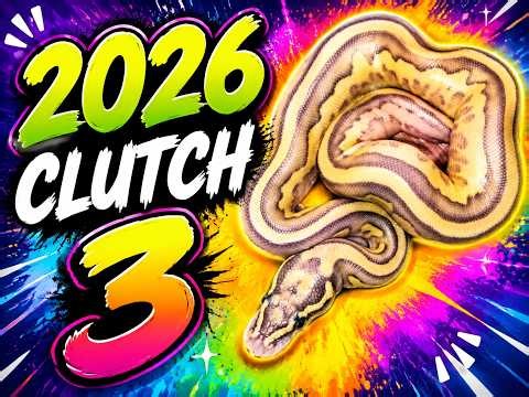 2026 Clutch 3