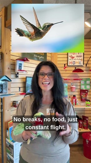 Amazing Hummingbird Fun Facts! #birds #nature #birding #wildbirdsunlimited