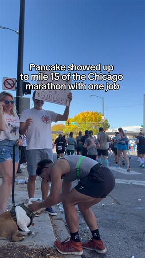 Pancake the English Bulldog: First to Hit Mile -5 at Chicago Marathon