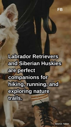 8 Best Outdoor Dog Breeds for Adventurous Pet Owners, Say Experts