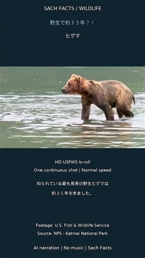 最長寿の野生ヒグマは約３５年生きた #Shorts