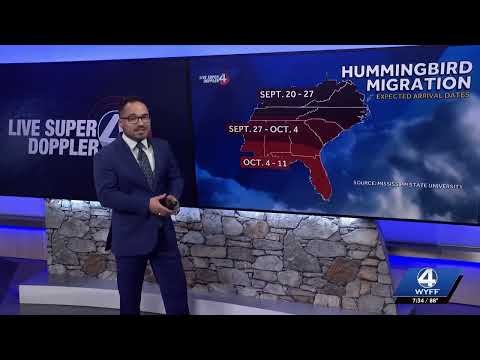 Hummingbird migration underway: When to expect them