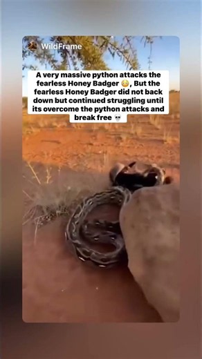 Fearless Honey Badger Vs Deadly Massive Python