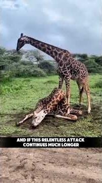 The Dark Side of Nature Ruthless Giraffe Battles! #wildlife #nature #animalbehavior #savanna