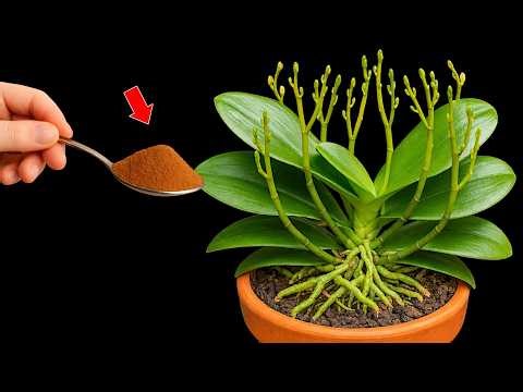 🌸A natural plant-enhancing agent that helps orchids bloom continuously!