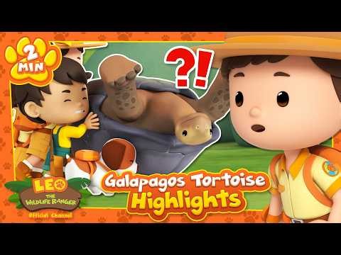 GALAPAGOS TORTOISE HIGHLIGHTS! | Leo the Wildlife Ranger | Learning Animal Cartoons