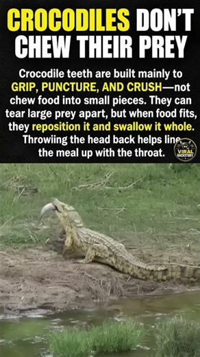 Crocidiles Dont Chew Their Prey