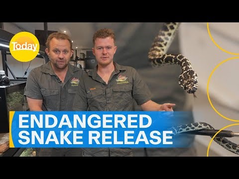 One of Australia's endangered snakes released back into the wild | Today Show Australia