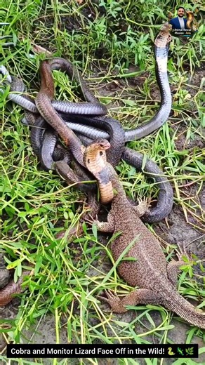 Cobra and Monitor Lizard Face Off in the Wild! 🐍🦎🌿 #snake #cobra #wildlife #wildlifeentertainment