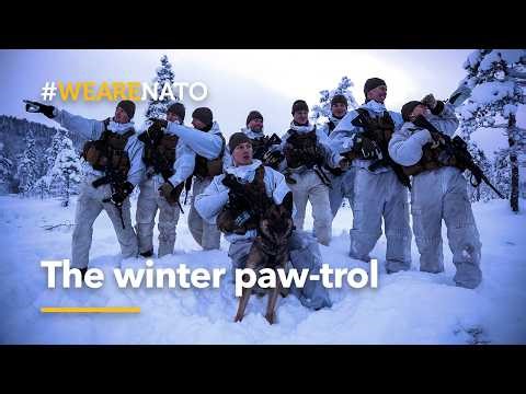 The winter paw-trol 🐾 | NATO end of year video 2025