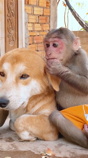 So sweet Monkey #icy #monkey #animals #bea3