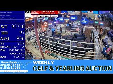 BEAVER COUNTY STOCKYARDS | 6,500+ Head Feeder Cattle Explosion | 4.28.26