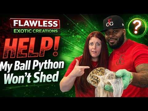 My Ball Python Couldn’t Shed… Then This Happened 😳