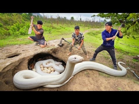 Terrifying: Hunters' Encounters with Giant White Pythons