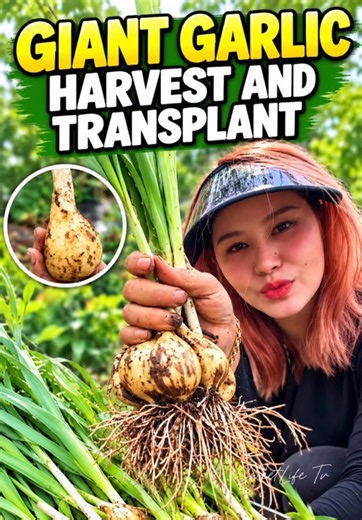 Giant Garlic Harvest and Transplanting Tips for Better Soil