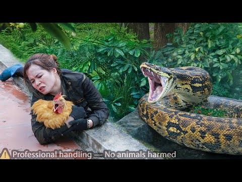 Timelapse 72 Hours : giant python lurking behind the girl - chicken confronts giant python