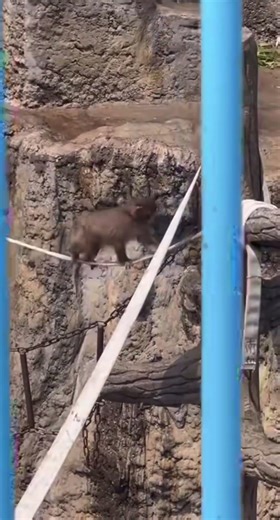 The Legend of the Real Life Punch Monkey! 🐒💨 🇯🇵