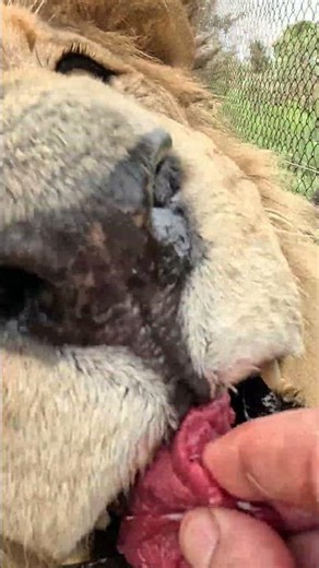 Meat Treat for LION #cat #wildlife #nature