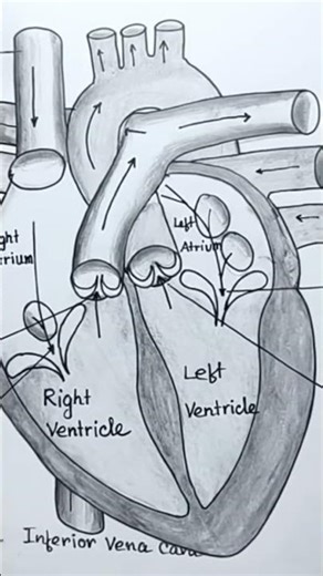 Heart anatomy #heart #heartanatomy #structure