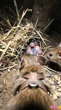 Tiny Camera on a Mouse Reveals Hidden Underground World 😳 #wildlife #nature