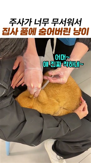 동물병원 주사 맞는 고양이가 집사 품에 얼굴 숨긴 이유ㅋㅋ #고양이 #냥이 #집사 #동물병원