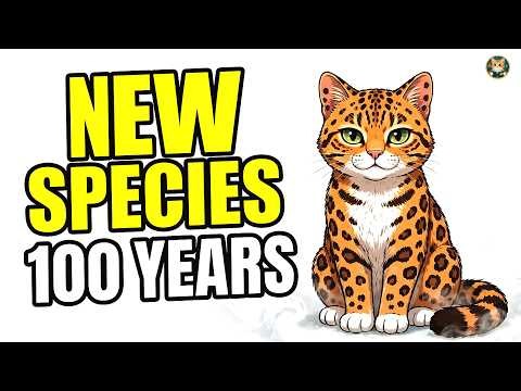 Scientists Discovered a NEW Cat Species — First in 100 Years