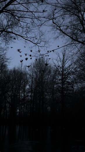 Duck Hunting Strategies at L7 Woods