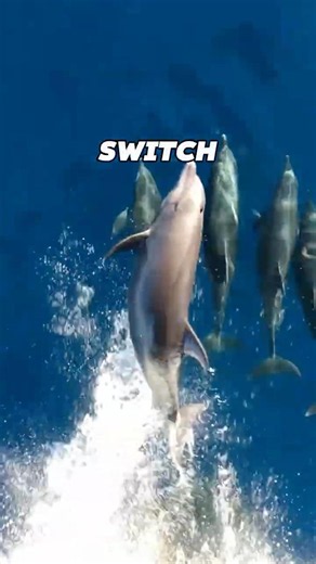 How Do Dolphins Sleep Without Drowning? 😱