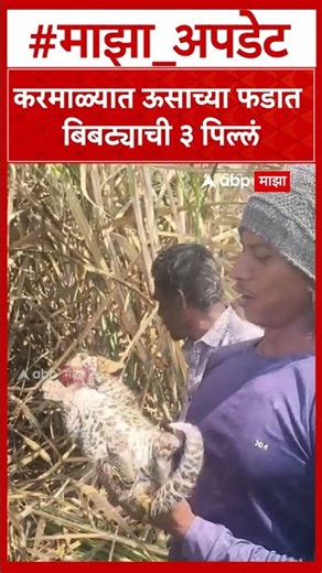 Solapur Leopard : करमाळ्यात ऊसाच्या फडात बिबट्याची ३ पिल्लं; एक वन विभागाच्या ताब्यात