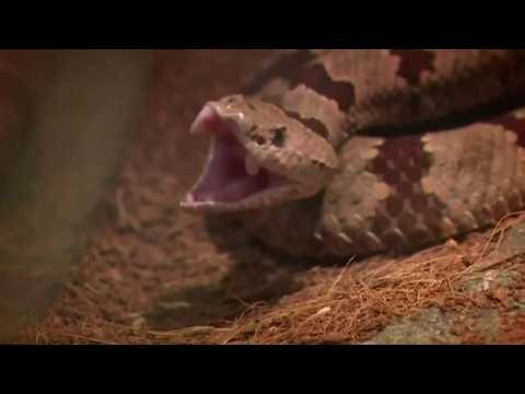 Rattlesnake bites surge in 2026 after early heat wave