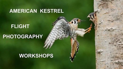 American Kestrel Flight Photography Workshop
