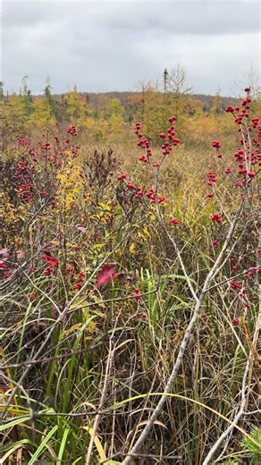 Wetland in Fall 2026 E16: Red Winterberries, Golden Larches & Wild Geese #Nature #Autumn