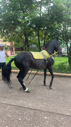 Desfiles Hípicos en Olancho: Caballos Bailadores y Máximo