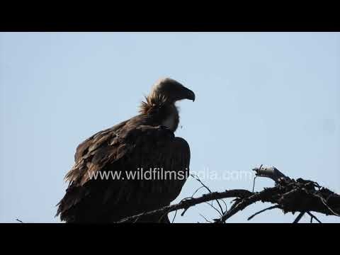 Himalayan Vultures and Buzzard Resting on a Leafless Tree View