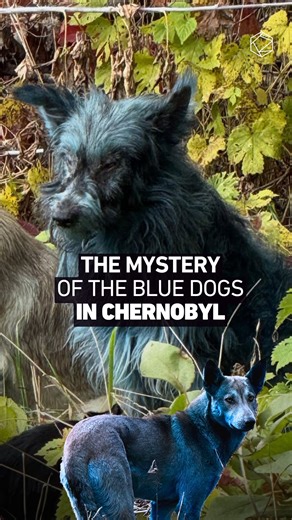 The Mystery of the Blue Dogs of Chernobyl | Cultura Colectiva