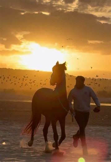 Íthaca the Stallion: how he changed our equestrian journey