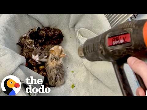 Guy Spends His Day Off Rescuing A Mama Cat's Five Kittens | The Dodo