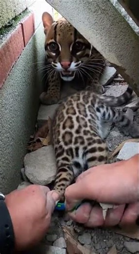 Hands Twisting Rope in a Narrow Rocky Rubble Corner