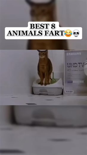 Discover the 8 Most Unusual Animals That Fart