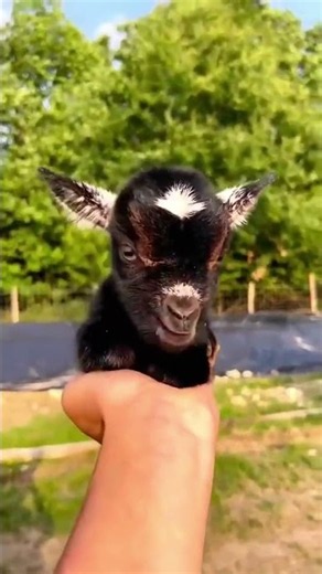Farm Animal Sounds 💕🐐🐑🐄 ... #farmlife #villagelife #goat #cow #sheep #Capricorn #lamb
