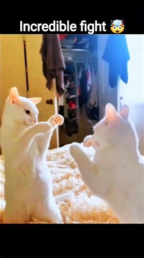 Epic Cat Fight Caught on Camera 😱#shorts #epiccats #fighting #incredible