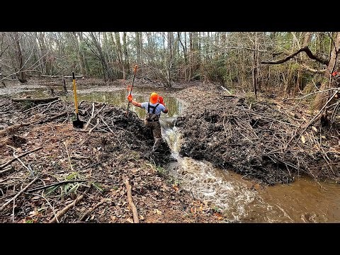 Extreme Beaver Dam 2.0 Quick Work! || Beaver Dam Removal In Beaver Dam Creek! S5 EP.7!